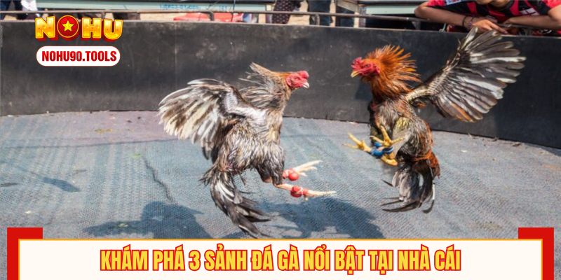 Khám phá 3 sảnh đá gà nổi bật tại nhà cái